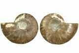Cut & Polished, Agatized Ammonite Fossil - Madagascar #206755-1